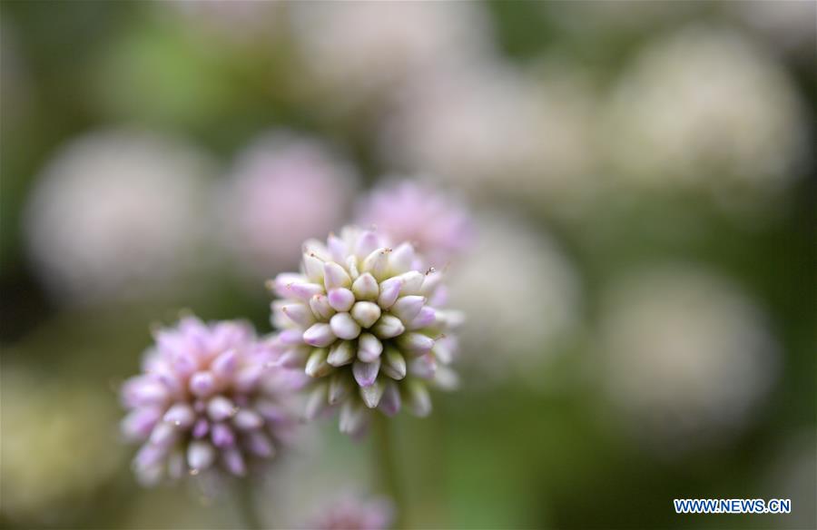 #CHINA-HUBEI-XUANEN-NATURE (CN)