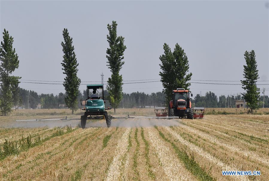 #CHINA-SHANDONG-ZIBO-WHEAT HARVEST (CN)