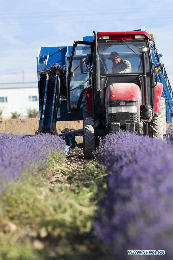 CHINA-XINJIANG-LAVENDER-HARVEST (CN)