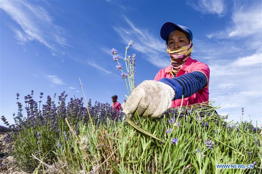 CHINA-XINJIANG-LAVENDER-HARVEST (CN)