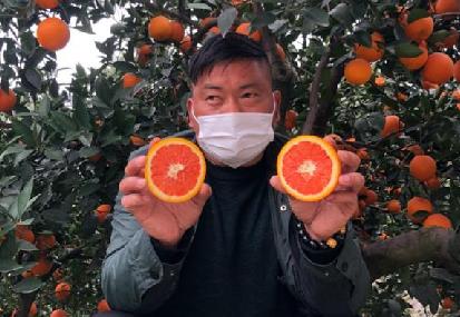 【科技戰疫】為湖北農民加油!首批秭歸臍橙已上架淘寶