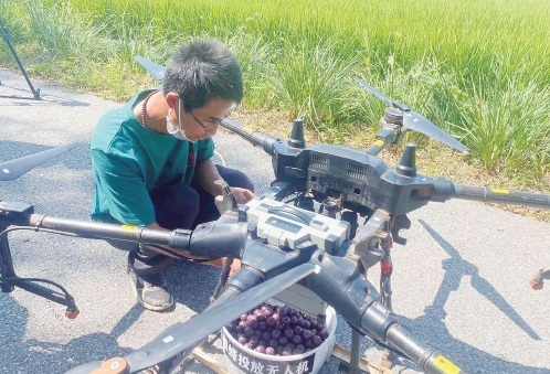 無人機投放“天敵”守護京西稻 無人機投放“天敵”守護京西稻