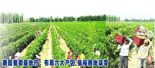 新疆葡萄基地行：布局六大產區 張裕圈地謀變