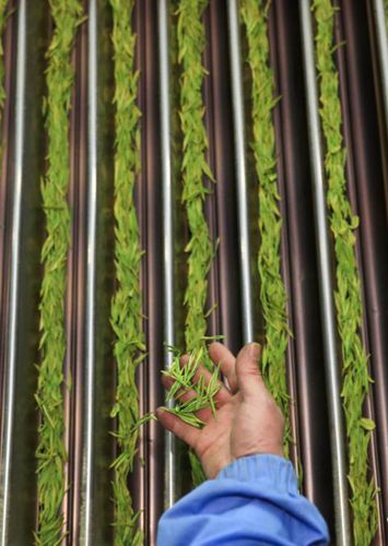 生態茶產業助增收