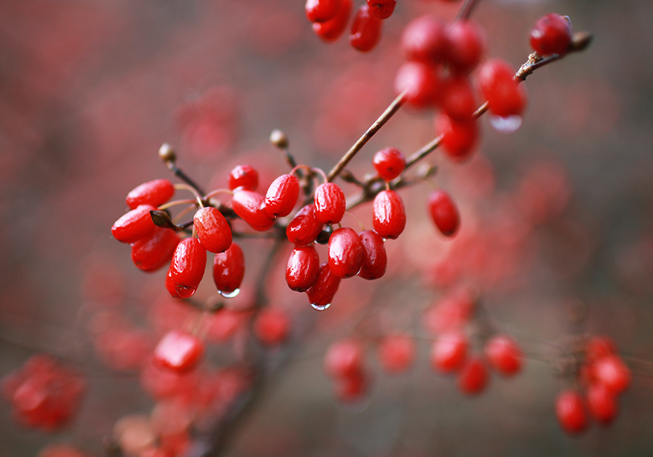 山茱萸