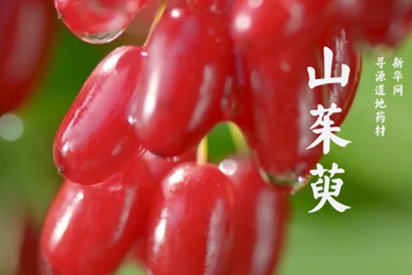 尋源道地藥材——山茱萸