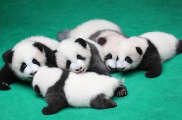 成都:7只新生大熊貓齊亮相