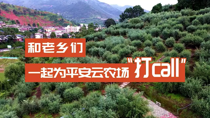 齊聚平安云農場，認領涼山橄欖樹！