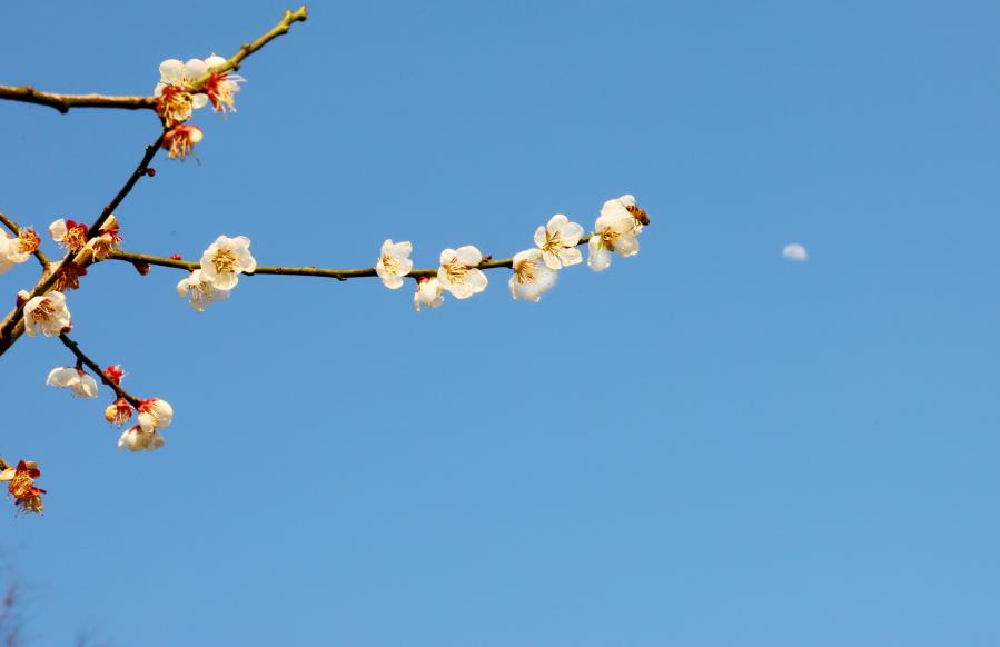 上海:花開春意濃