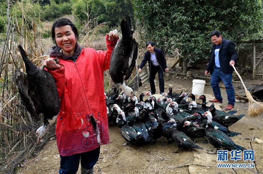 (新春走基層)貧困戶張賽玉養鴨脫貧
