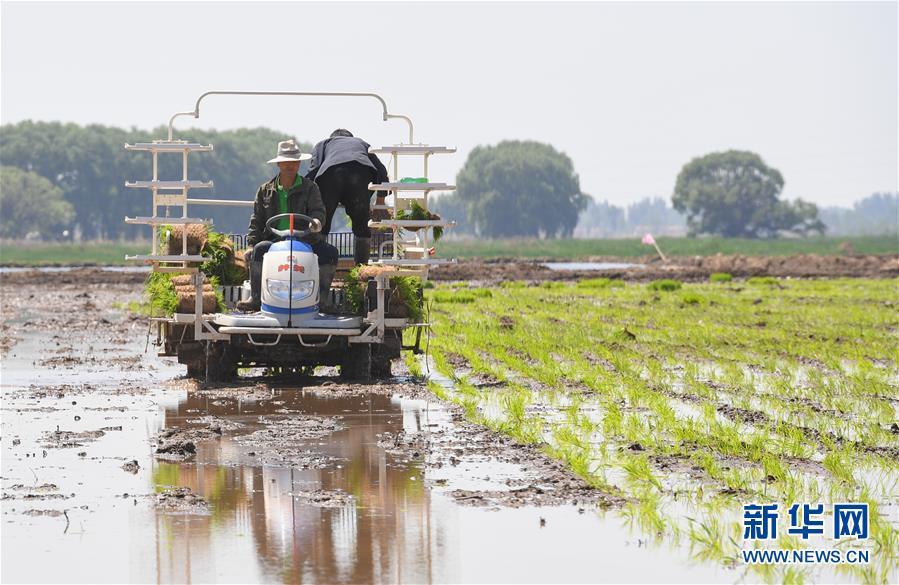 (社會)(1)昔日鹽堿地 今日插秧忙