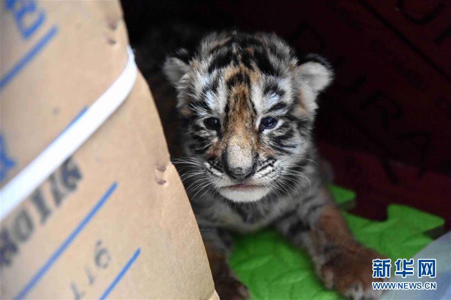 (圖文互動)(2)虎寶寶“幼兒園”:奶瓶隔尿墊一樣都不能少