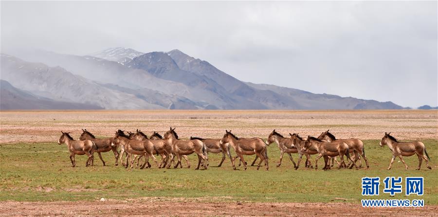 (新華全媒頭條·圖文互動)(9)跨越千里的遠行——西藏首批高海拔地區群眾生態搬遷實錄