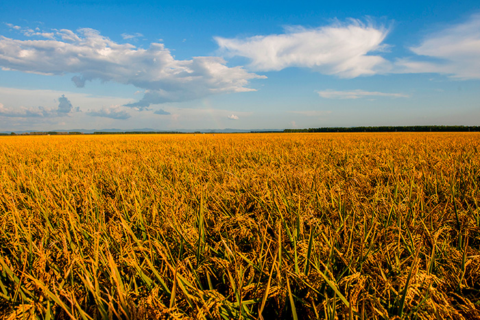 秋收的中國，你想象不到的美！但更美的是……