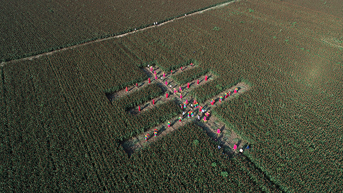 秋收的中國，你想象不到的美！但更美的是……