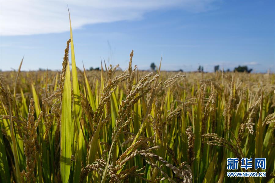(豐收的味道·圖文互動)(2)產糧大縣的“豐收表情”——吉林水稻主產區輝南走訪見聞