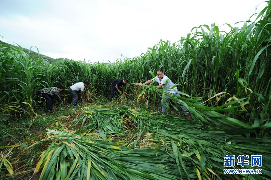 (在習近平新時代中國特色社會主義思想指引下——新時代新作為新篇章·圖文互動)(6)三年村干部 一世農村情——記貴州石阡農村扶貧干部