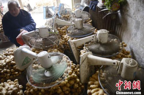 資料圖:山西太原蔬菜批發市場,姜販用多臺電風扇風干新鮮潮濕的生姜。<a target='_blank' href='//www.chinanews.com/'><p align=
