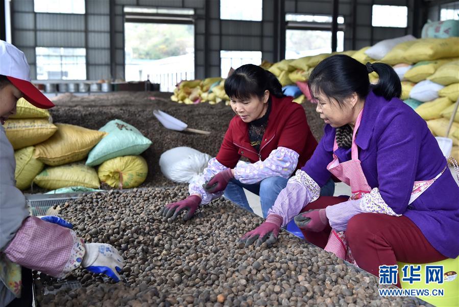 (圖文互動)(1)大山深處的“生態經濟”