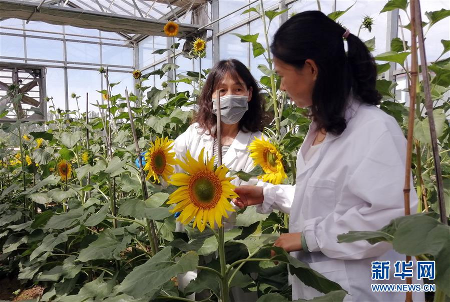 (在習近平新時代中國特色社會主義思想指引下——新時代新作為新篇章·圖文互動)走自主研發之路:中國食葵打敗“洋”種子