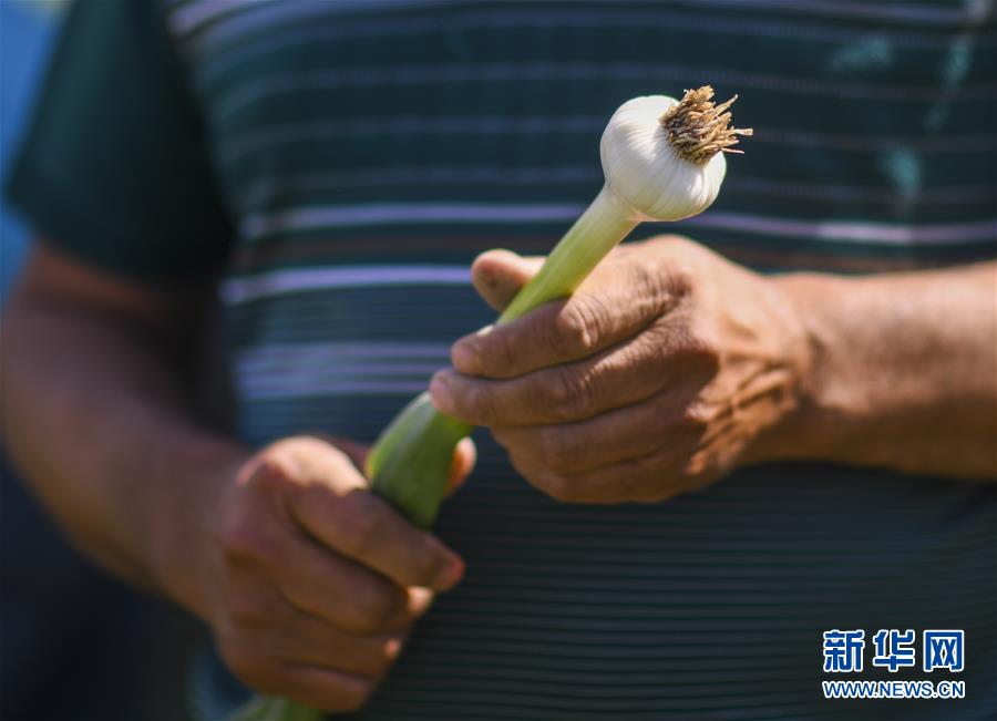 (決戰決勝脫貧攻堅·圖文互動)(3)記者手記:尋訪昆侖“桃花源”的“祛病”良方