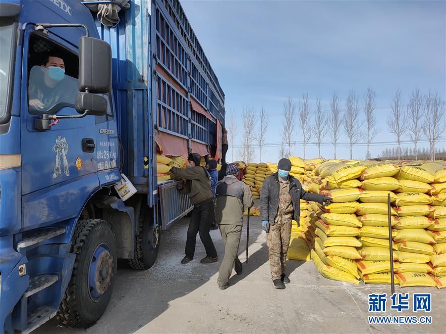 (春耕備耕·圖文互動)(1)“疫”線賽農時 播種新希望——產糧大省黑龍江別樣“備耕圖”