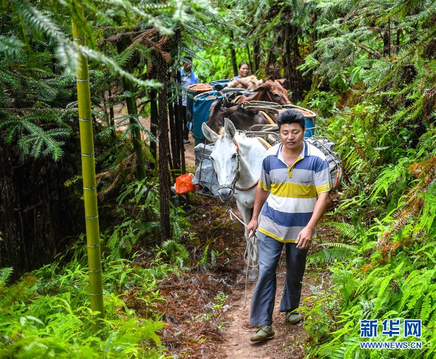 (決戰決勝脫貧攻堅·圖文互動)(1)老余賣騾子