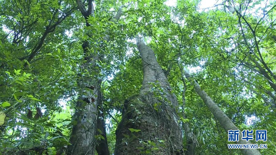 (圖文互動)(1)云南高黎貢山發現珍稀瀕危植物滇桐野生居群