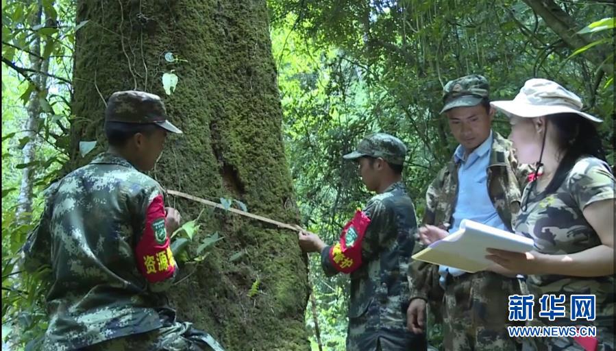 (圖文互動)(2)云南高黎貢山發現珍稀瀕危植物滇桐野生居群