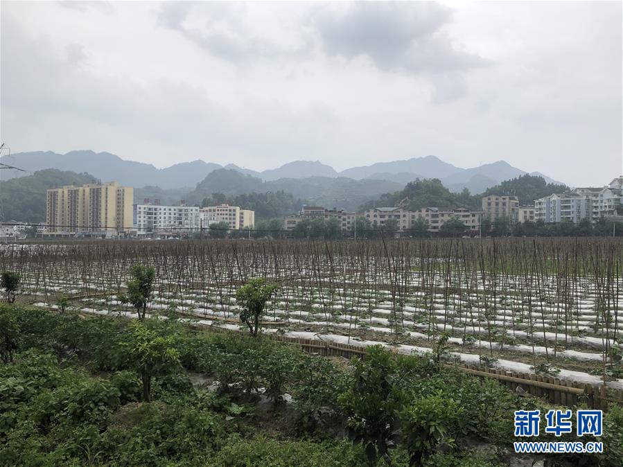 (決戰決勝脫貧攻堅·圖文互動)(1)特色產業開啟貴州貧困山區發展新路徑