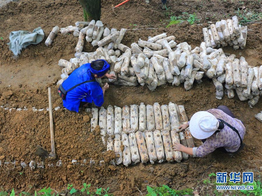 (決戰決勝脫貧攻堅·圖文互動)(1)問林下要地 助“新市民”就業增收
