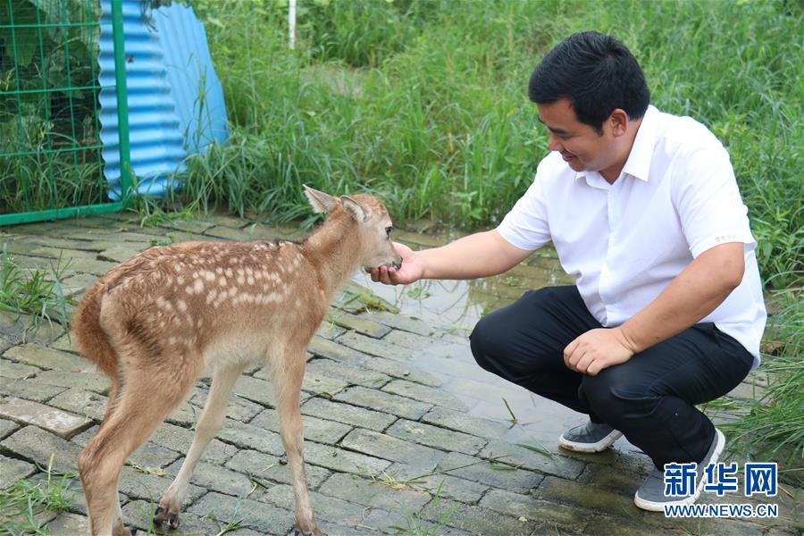 (防汛抗洪·圖文互動)(2)洞庭湖洪水中的野生動物“生死營救”