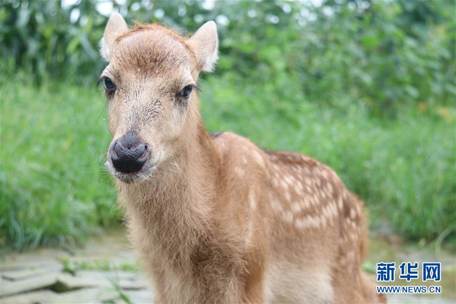 (防汛抗洪·圖文互動)(1)洞庭湖洪水中的野生動物“生死營救”