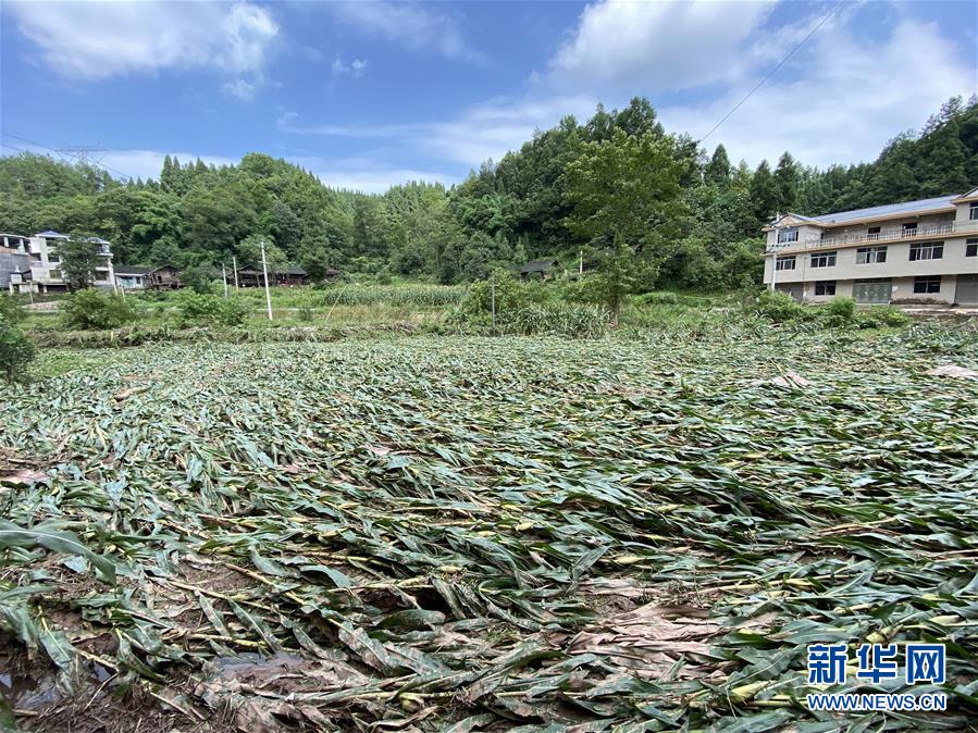 (防汛抗洪·圖文互動)(4)山洪襲來前,澧水河畔大轉移