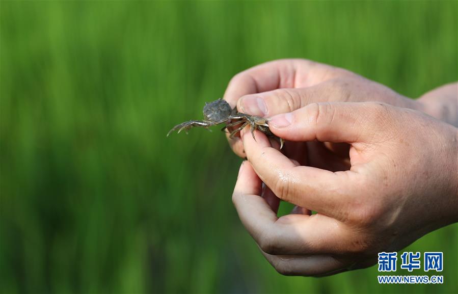 (新華全媒頭條·走向我們的小康生活·圖文互動)(14)“南大荒”變“稻蟹鄉”——資源枯竭型城市盤錦的鄉村振興之路