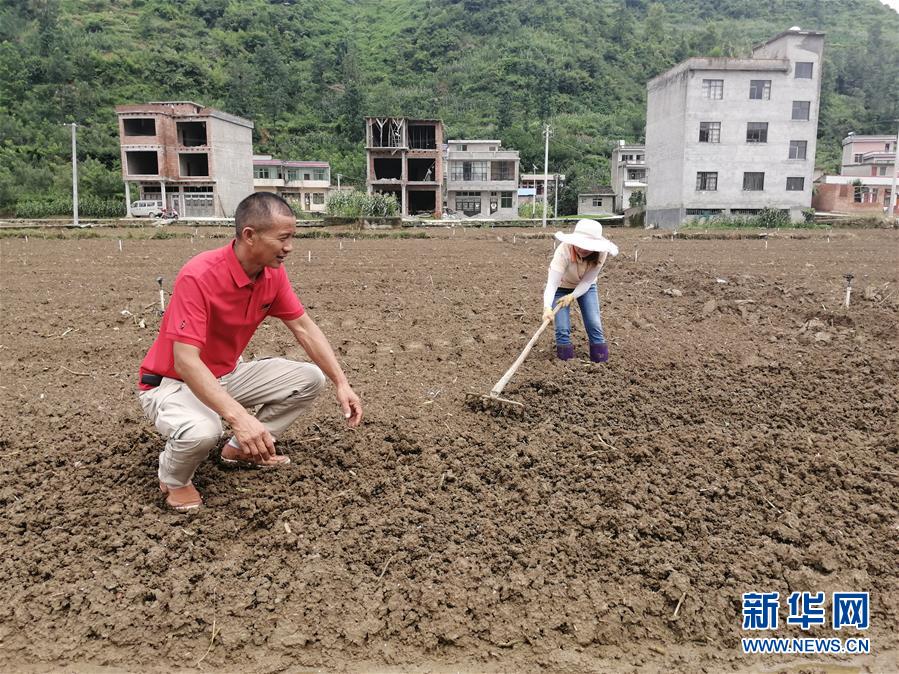 (決戰決勝脫貧攻堅·圖文互動)(2)貴州:農業保險“花小錢”保收入穩市場