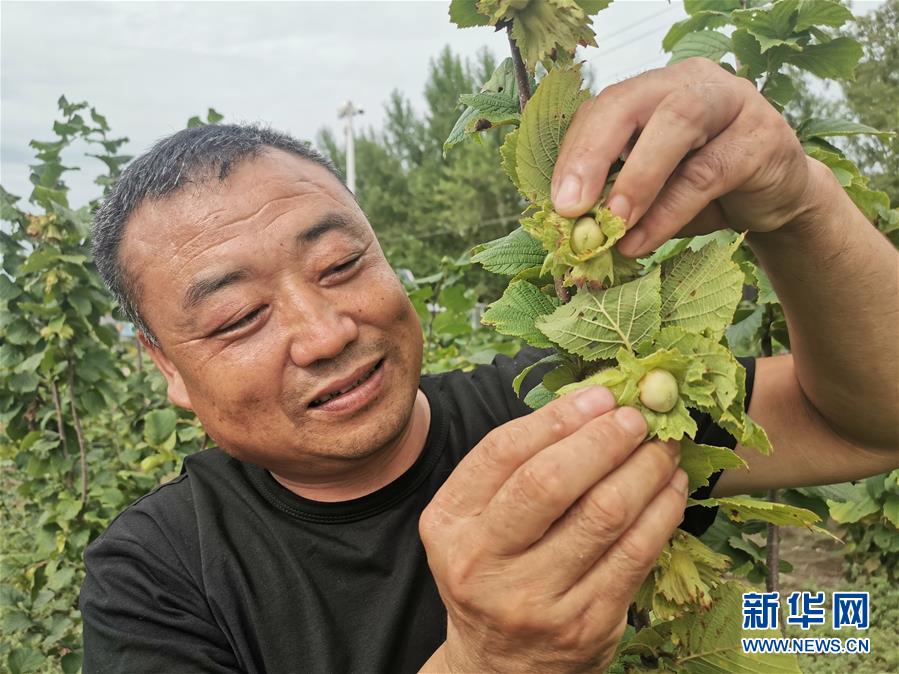 (決戰決勝脫貧攻堅·圖文互動)(1)榛子樹結出“扶貧果”