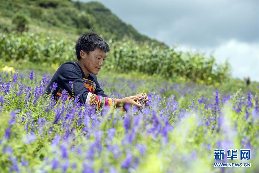 (鄉村振興·圖文互動)(6)涼山深處有“黃金”