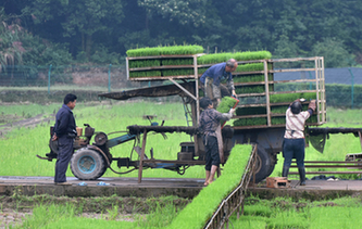 武義:芒種時節農事忙