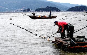 福建霞浦:漁民海上忙冬播
