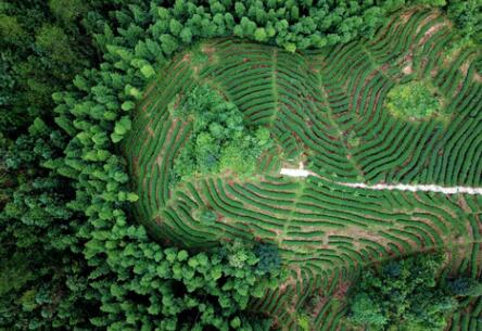 福建龍巖:高效用地,提升生態環境水平