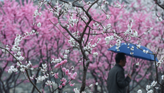 北京:春雪或伴春雨至