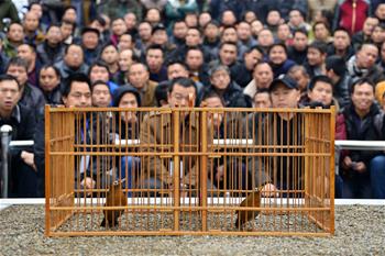 貴州劍河:斗畫眉 迎新春