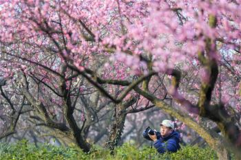 江蘇南京:梅花綻放引客來