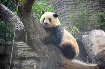北京動物園:大熊貓淋浴享清涼