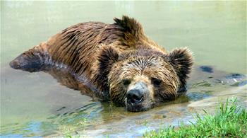 江蘇蘇州:動物享清涼