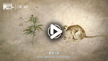 第三十集:別惹“大麻”煩
