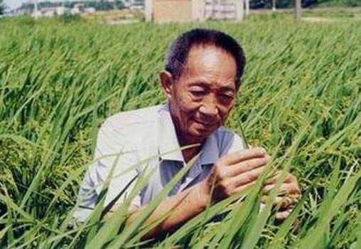 粉壟技術：既改良土壤又多打糧食(圖)