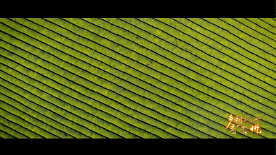 農業現代化 “黔景”無限好——鄉村振興看貴州