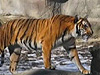 男子動物園跳入虎穴 稱測試自己恐懼感